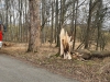 Einsatz-19022022-4